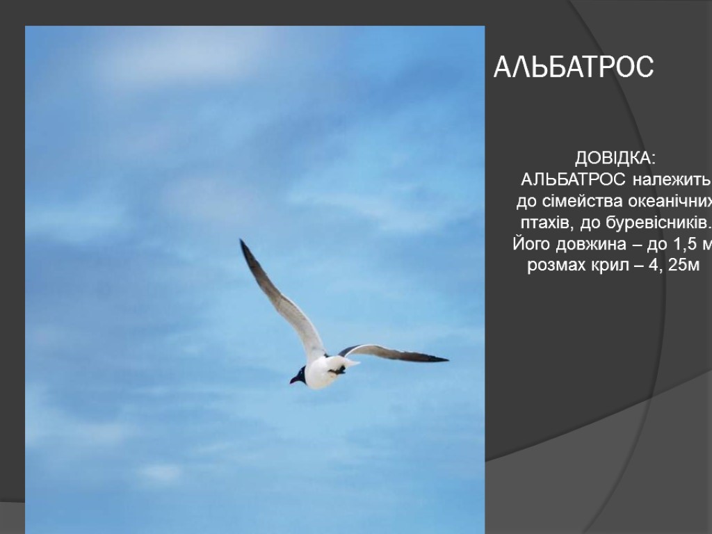 АЛЬБАТРОС ДОВІДКА: АЛЬБАТРОС належить до сімейства океанічних птахів, до буревісників. Його довжина – до